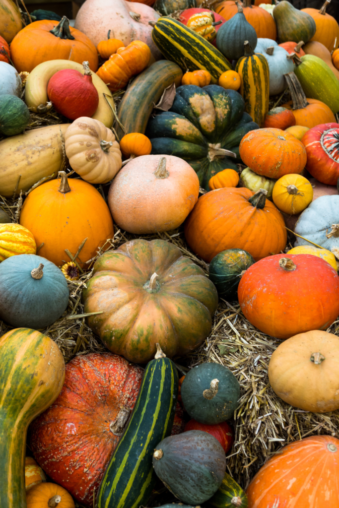 lots of orange and green pumpkins 