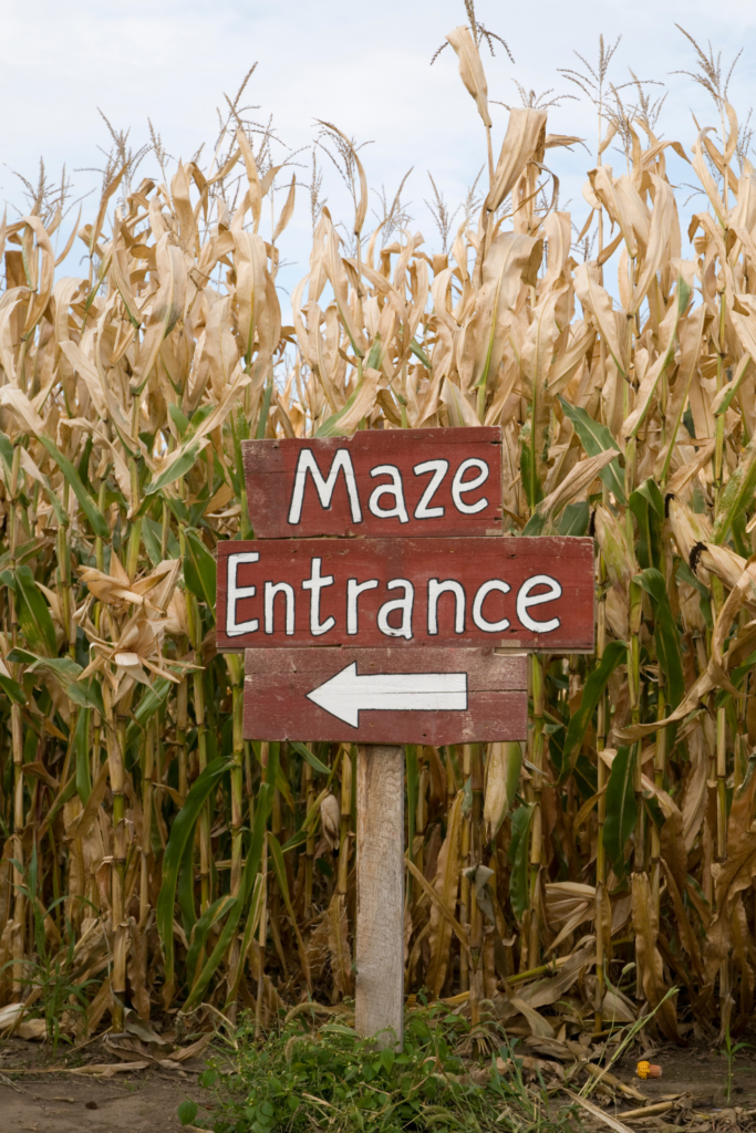 corn maze 