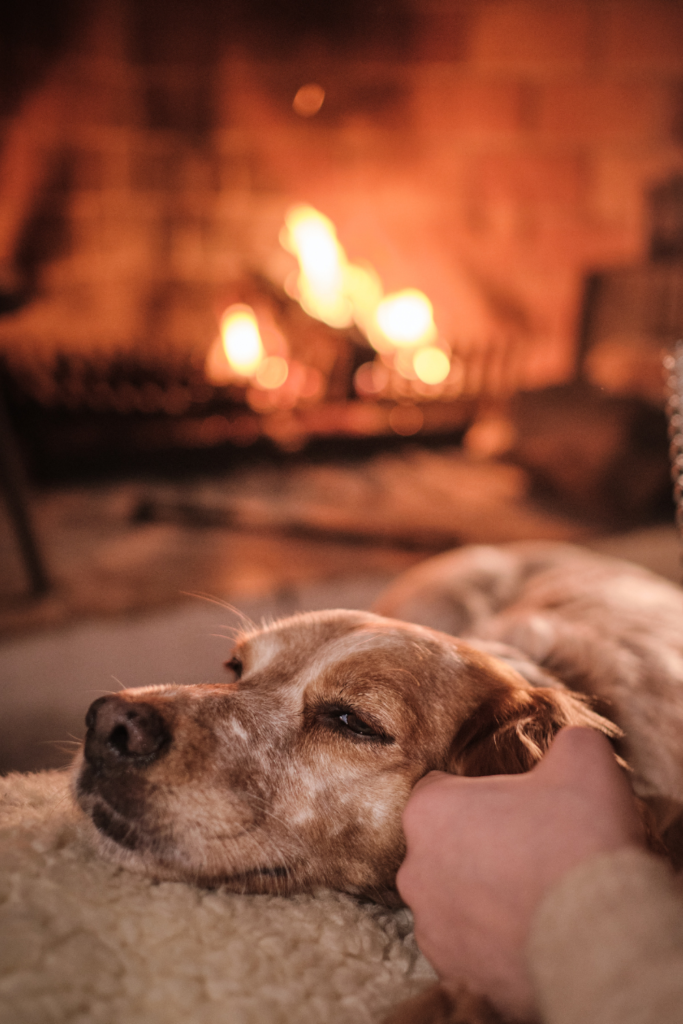 fireplace at the pub with a dog 