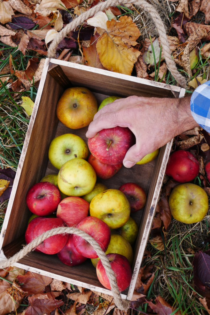 40 fun date night ideas for halloween - orchard apple picking