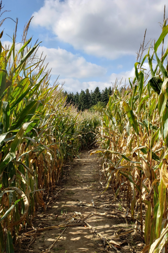 40 fun date night ideas for halloween - corn maze